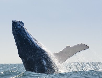 390x300-ToursWhaleWatching